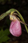 Pink lady's slipper <BR>Moccasin flower